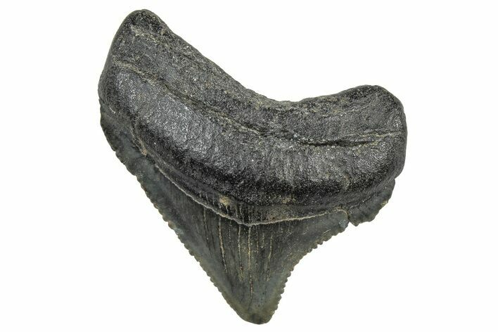 Serrated Chubutensis Tooth - Megalodon Ancestor #298717